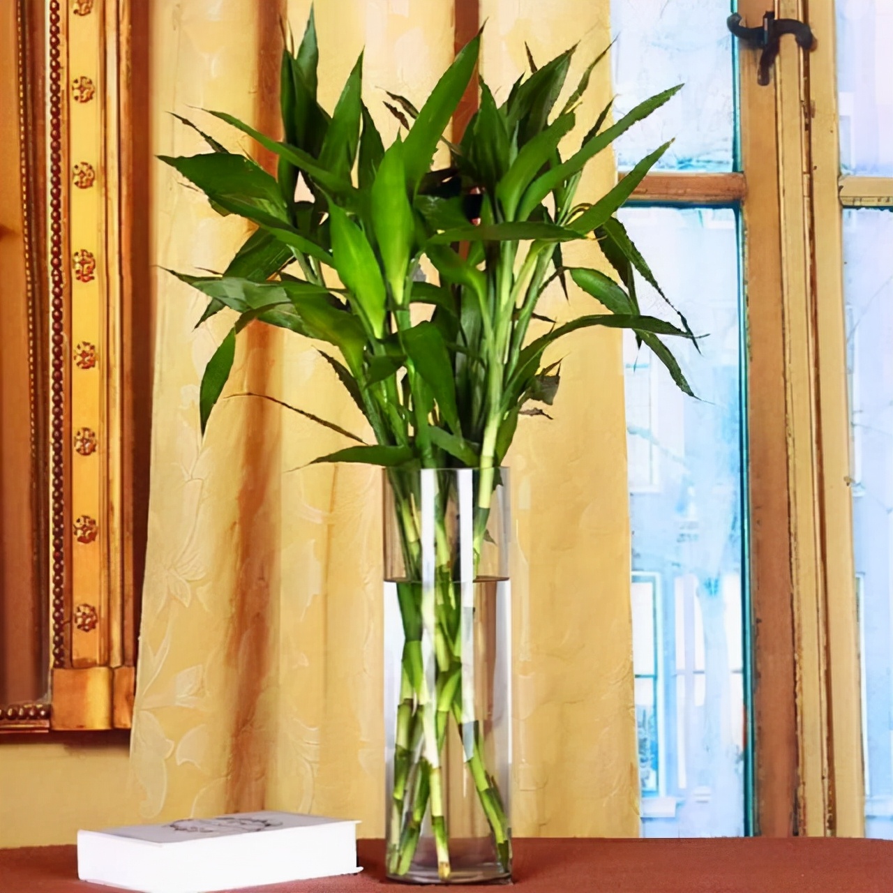 公认的"八种旺财花",适合养在家里,不仅寓意好,还很养人 第17张