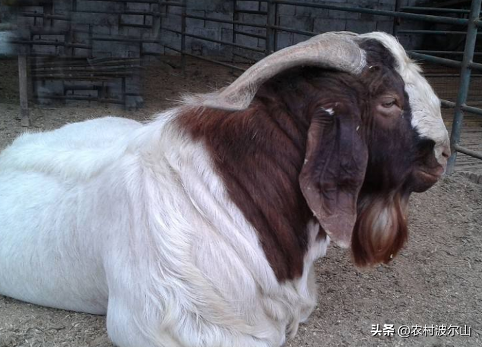 两年的波尔山羊价格行情今日，波尔山羊价最新价格行情