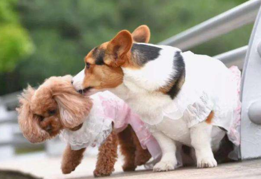 都是宠物犬，泰迪犬和柯基犬比较，谁更好饲养一目了然