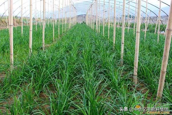 韭菜什么时候播种（韭菜什么时候种最好呢）