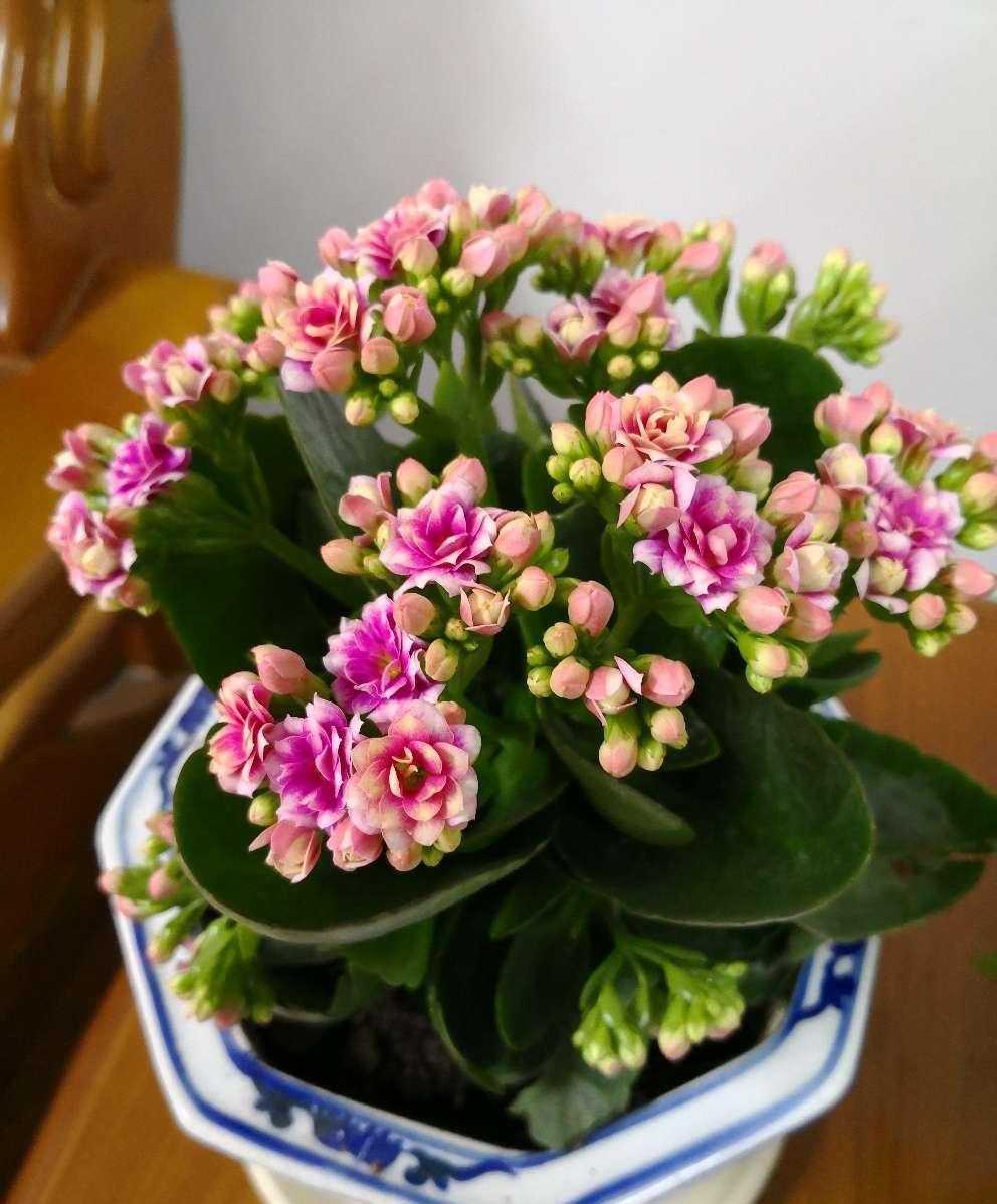 碰碰香有毒吗 驱蚊子的植物花草-思宇生活