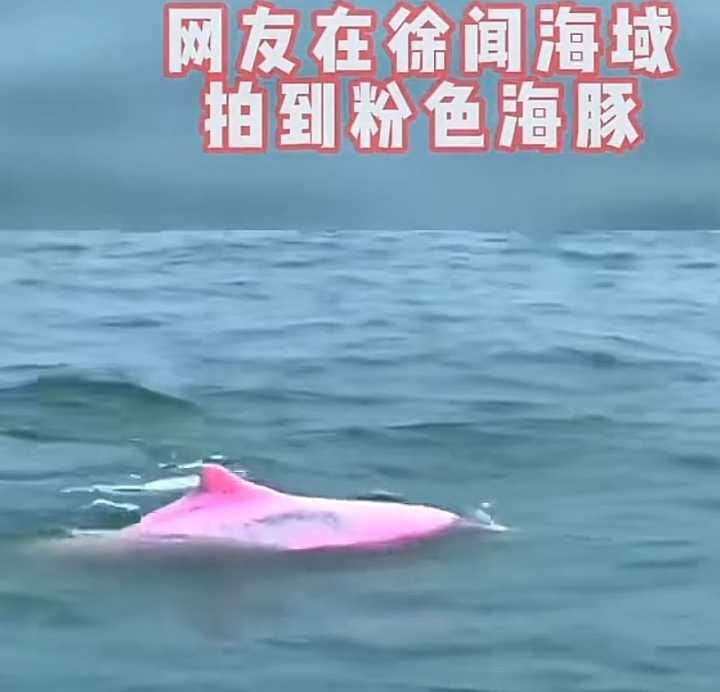 海豚是哺乳动物吗（分享海豚身上的奥秘探索）