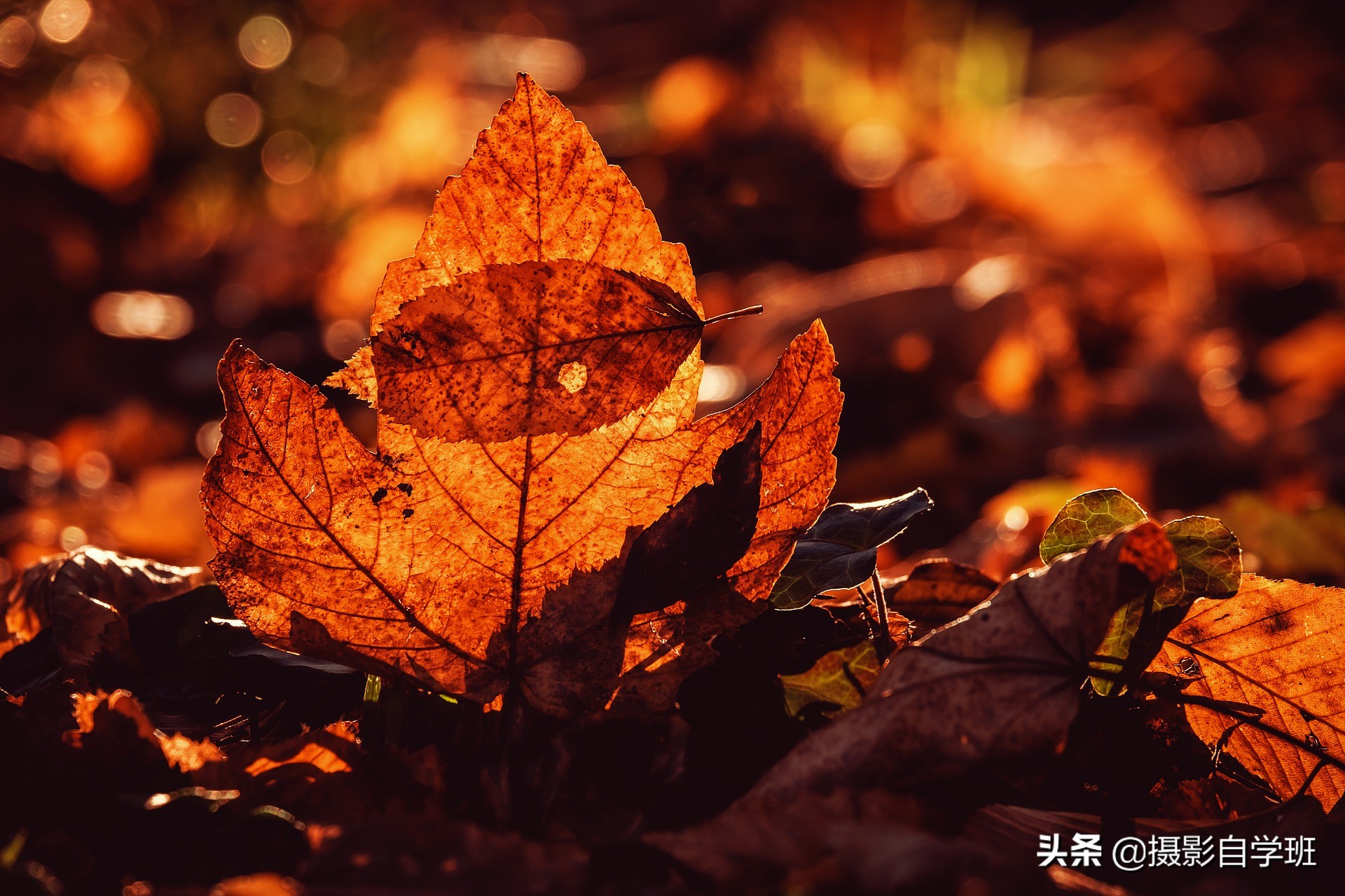 随处可见的树叶，可拍得这么好看，这些秋叶摄影技巧你会吗