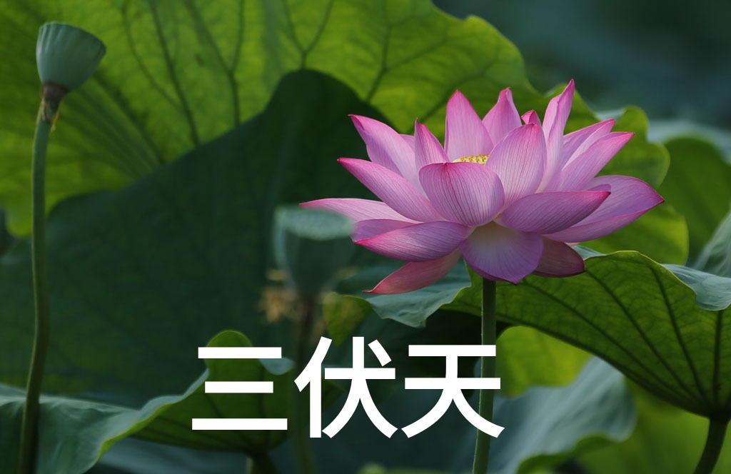 红薏米茶代理价格（三伏天养生）