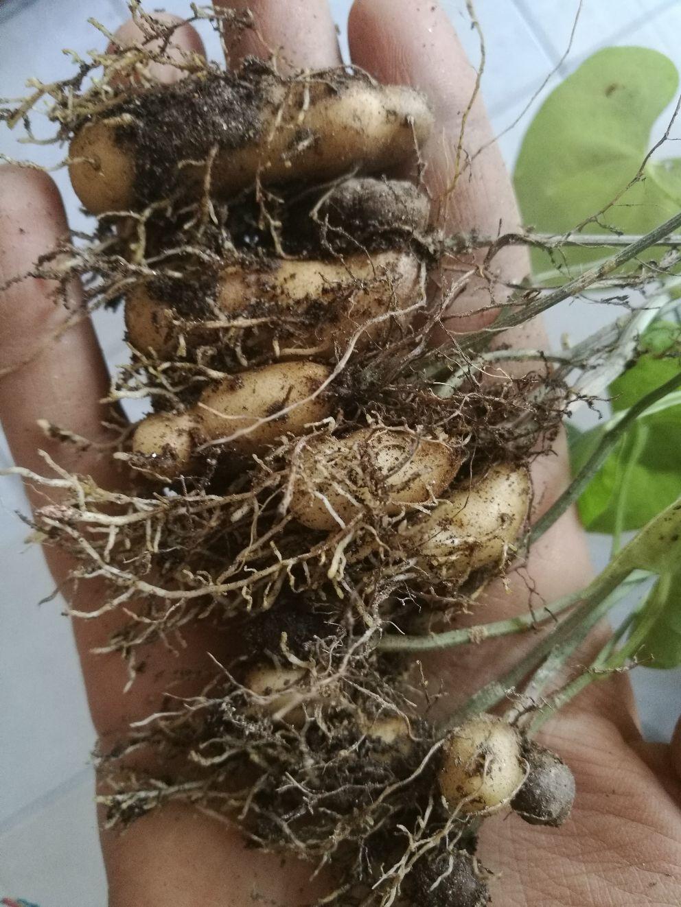 怎么防止山药豆发芽(发了芽的山药豆怎么利用) - 风集网