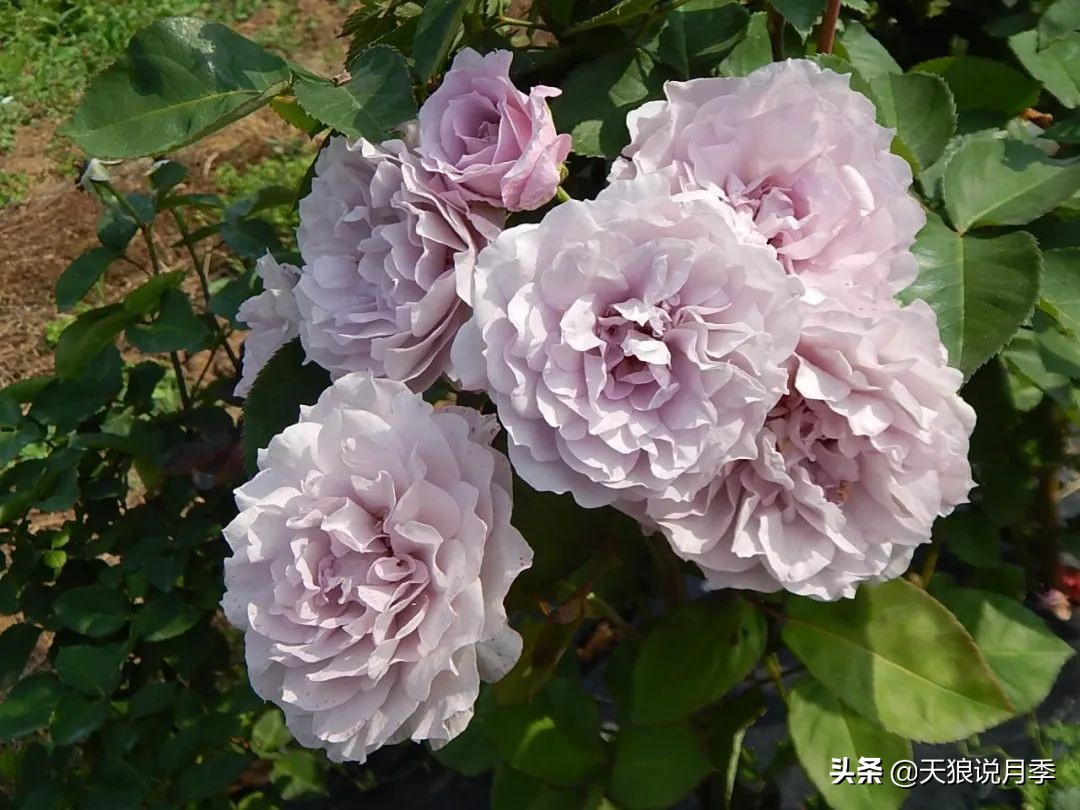 2020世界新品月季大赏，一起来看看都有哪些值得期待的新品种