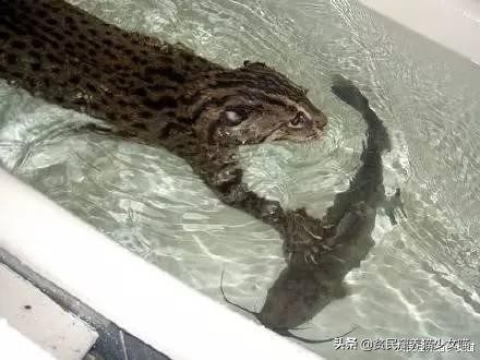 辟谣：所有猫都怕水？不是哦，养这些猫，你可能需要游泳池