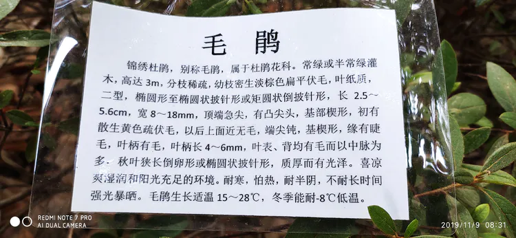 陪你一起看湖北省广水一中①——走进植物王国