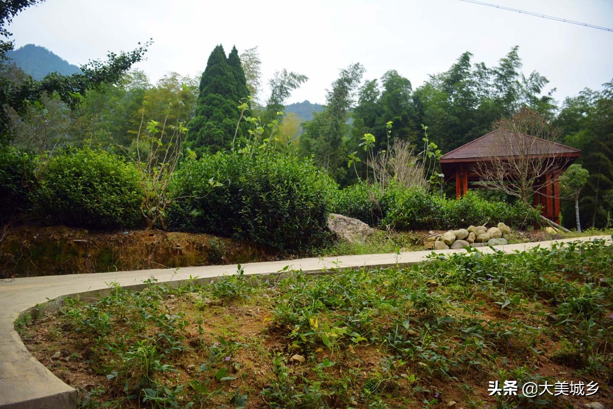 农村人在水边建栈道，散步如旅游，采茶似逛公园