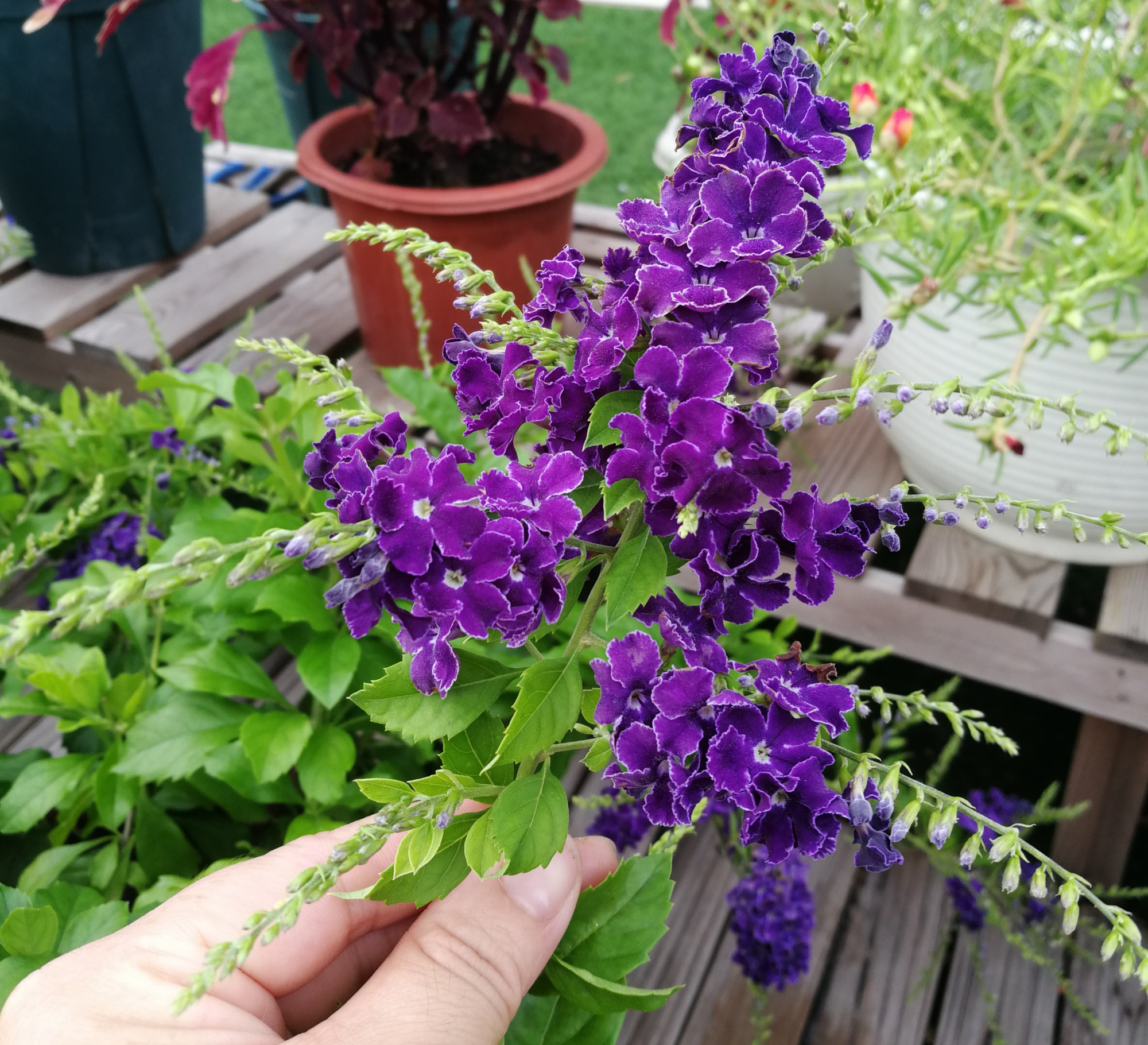 开紫色花的植物的图片及名称（带你了解高雅的紫色花草）