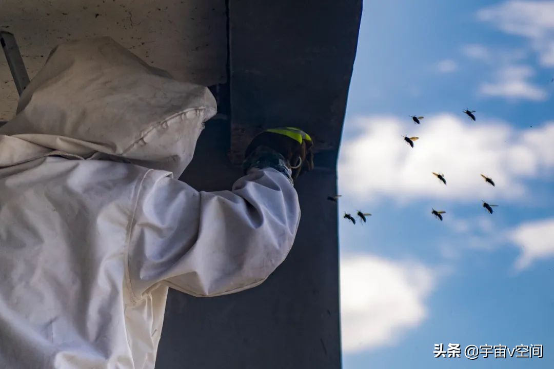 如果在野外突然碰到了马蜂窝，该怎么办？