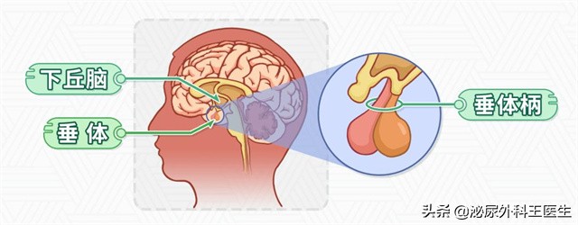 45岁以后雄激素还很旺盛的男性，是好是坏？雄激素不足怎么办？
