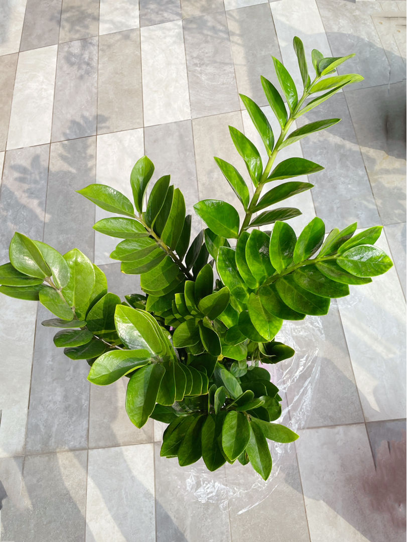 观赏树种(30种观叶植物,能观赏也净化空气,总有一种你养过)