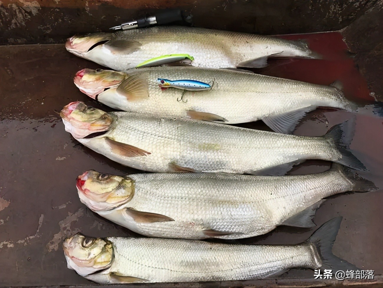 价值48元1斤的鳡鱼，养殖户都不敢养的鱼，为何成为钓手的最爱？