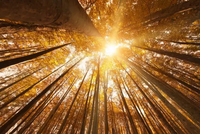 我愿是激流(鲁迅先生的自嘲古诗)