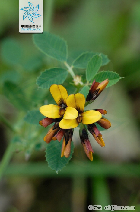 苜蓿怎么读什么意思中草药花苜蓿种类及图片