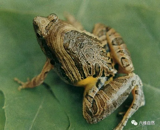 体型呈三角形的青蛙身体三角形的蛙