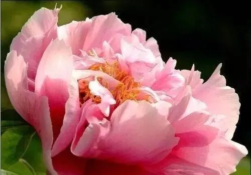 100种名贵牡丹鉴赏 绘画好素材（报花名）