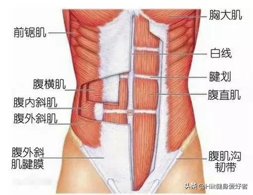 马甲线和人鱼线的区别，女生人鱼线长什么样