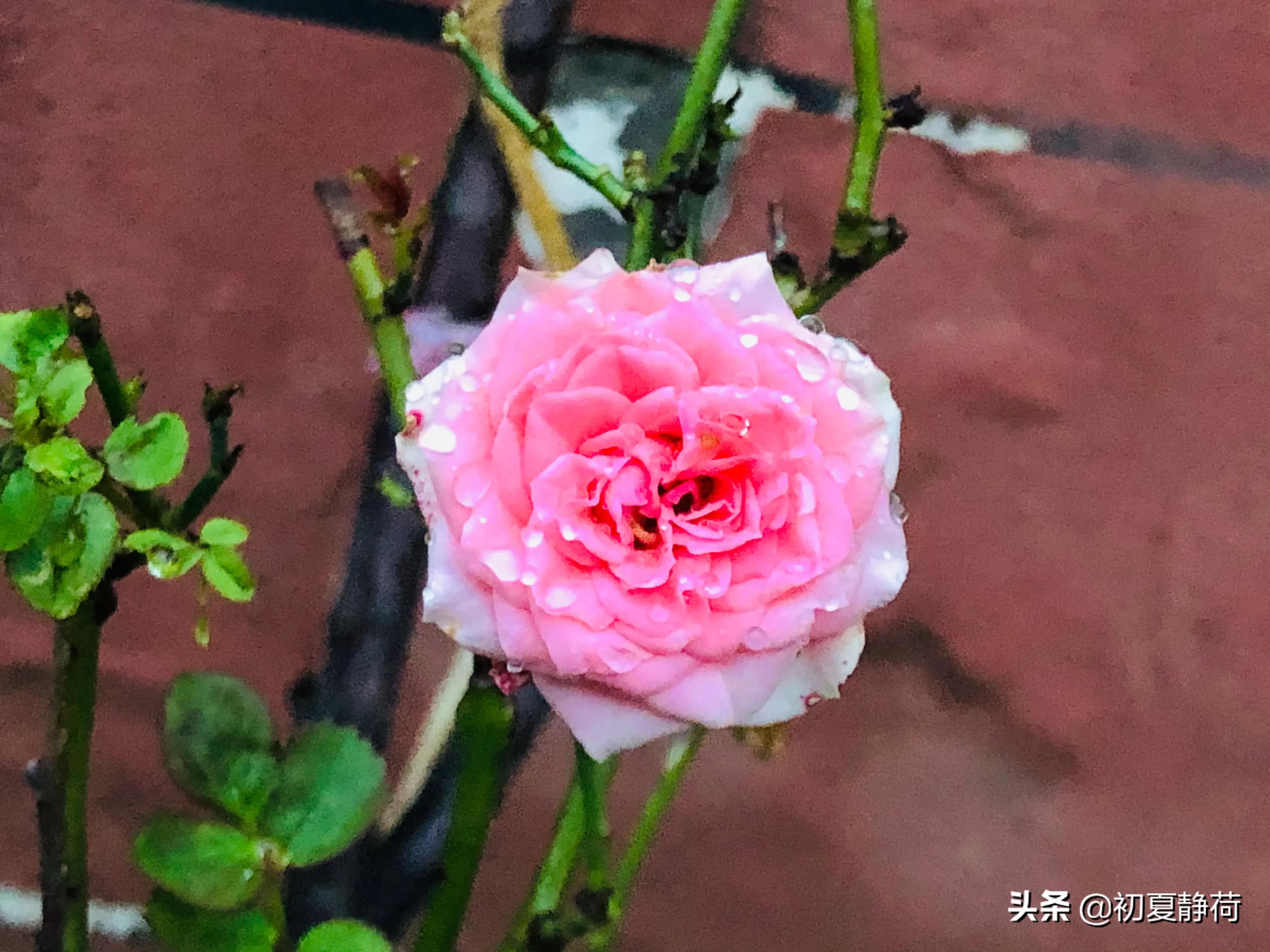 秋雨的深情，都藏在了花中，傍晚随笔