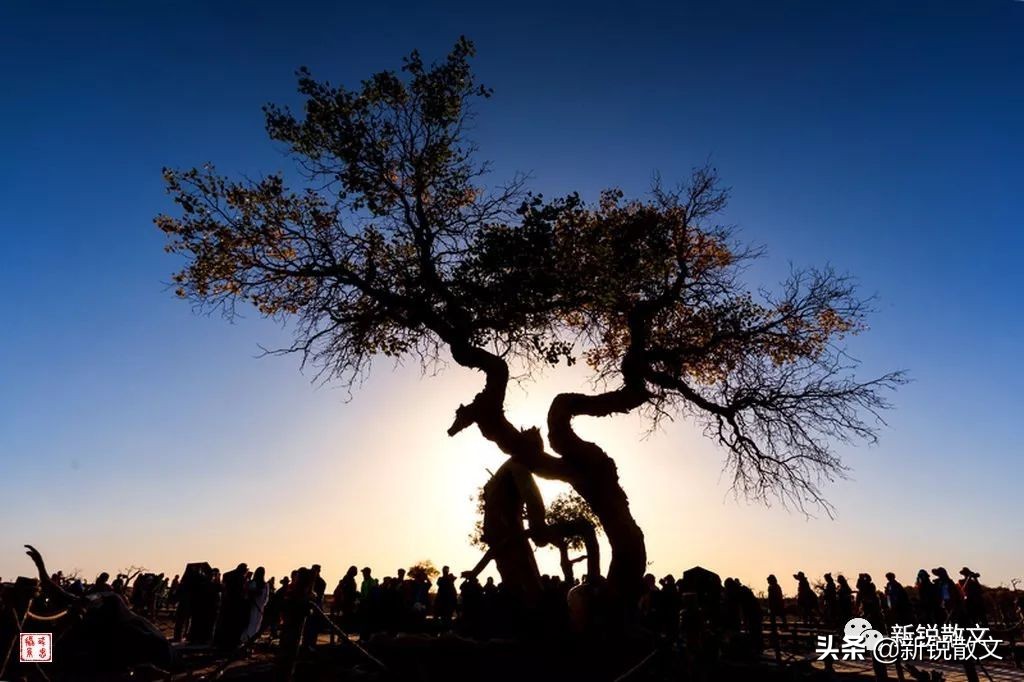 两棵夫妻树,一棵在老家,一棵在罗布泊,不同的故事,一样感人