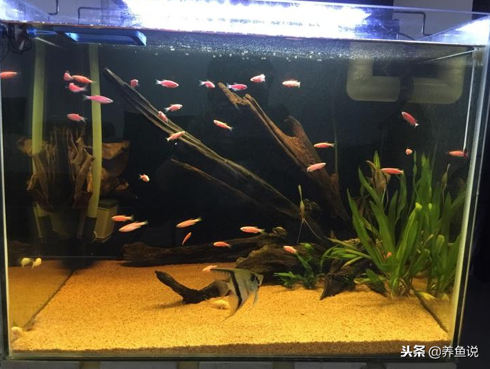 鱼缸水质浑浊常见的3种原因，每种情况具体分析，别急着换水