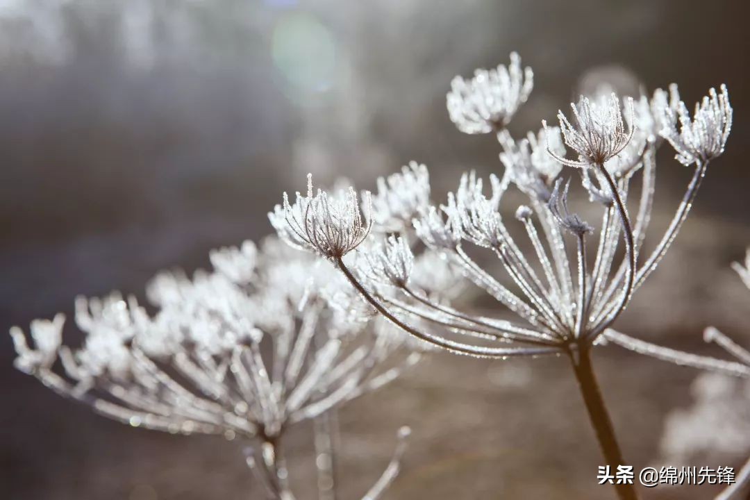 今日霜降！一转眼，又已是深秋了......