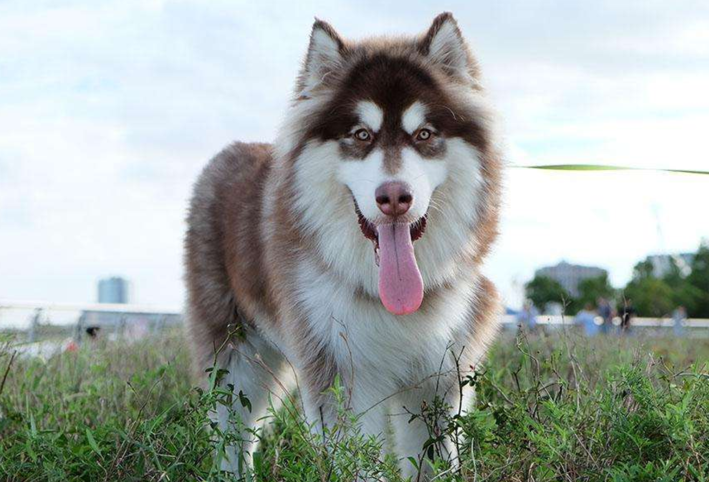 新手养狗必看：国内十大流行犬种横向对比