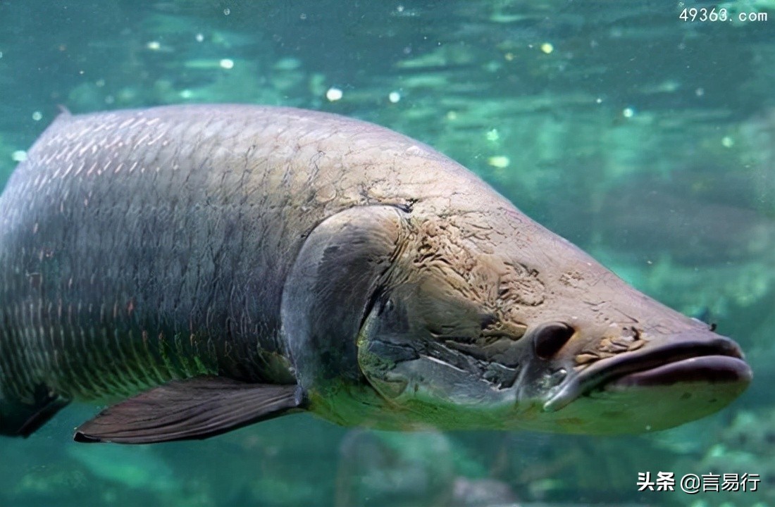 六鬚鯰魚簡介(世界10大長相醜陋兇殘的淡水魚)