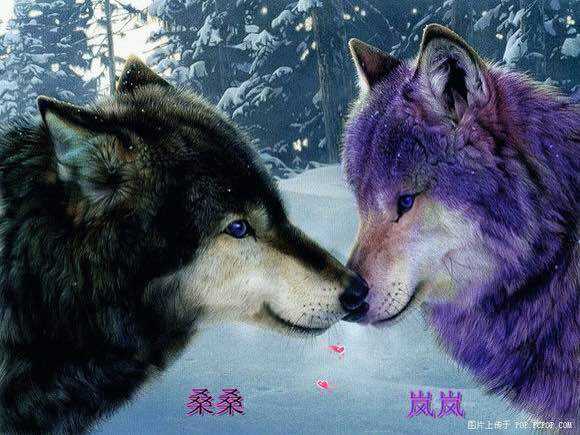 从《狼王梦》看紫岚的狼性精英教育