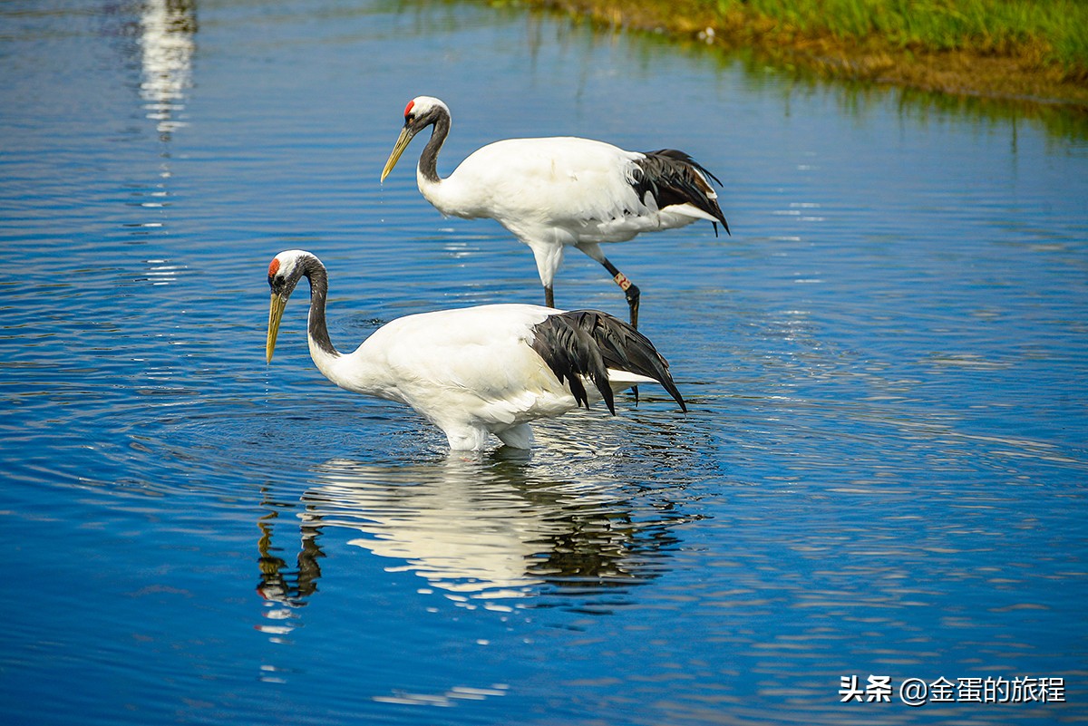 丹顶鹤自然保护区（鹤鸣于九皋，声闻于野，黑龙江扎龙保护区是世界级丹顶鹤观赏胜地）