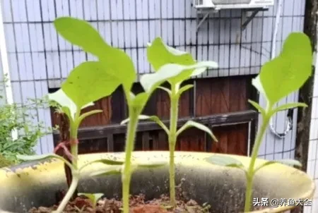 怎么种向日葵种子（向日葵种子种植方法过程分享）