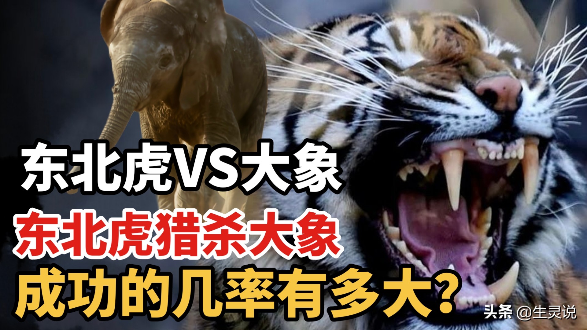 万兽之王的东北虎,猎杀成年的非洲象,成功的几率有多大?
