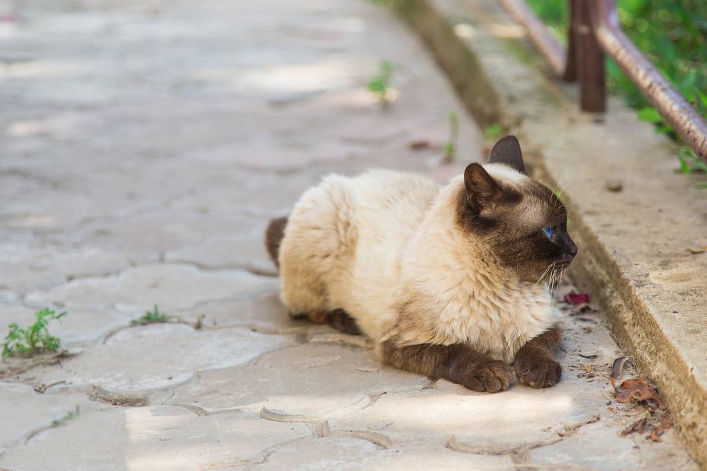 为什么养暹罗猫的人越来越少？不仅仅是因为贵，还有这6个原因