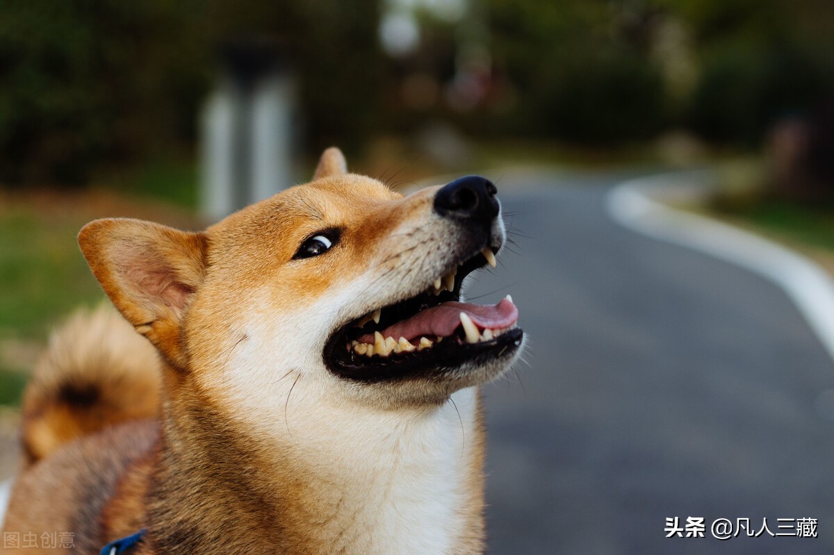 币圈最草根网红，“狗狗币”圈钱术，六字收割秘法揭秘