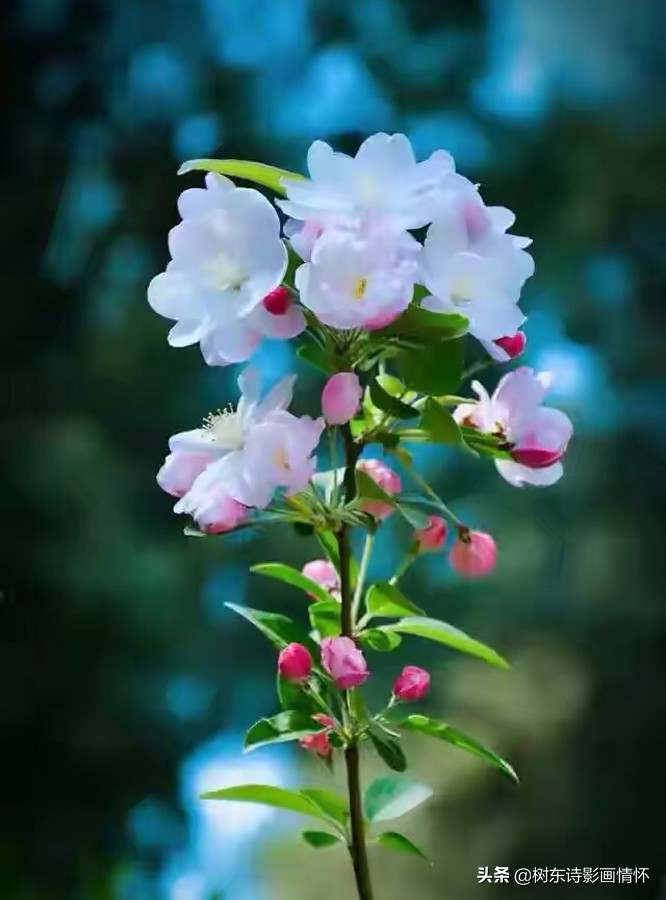 海棠含珠芬芳寓吉祥