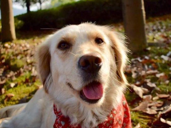 “恨”主人的狗狗，都有这几种表现，希望你家狗没有