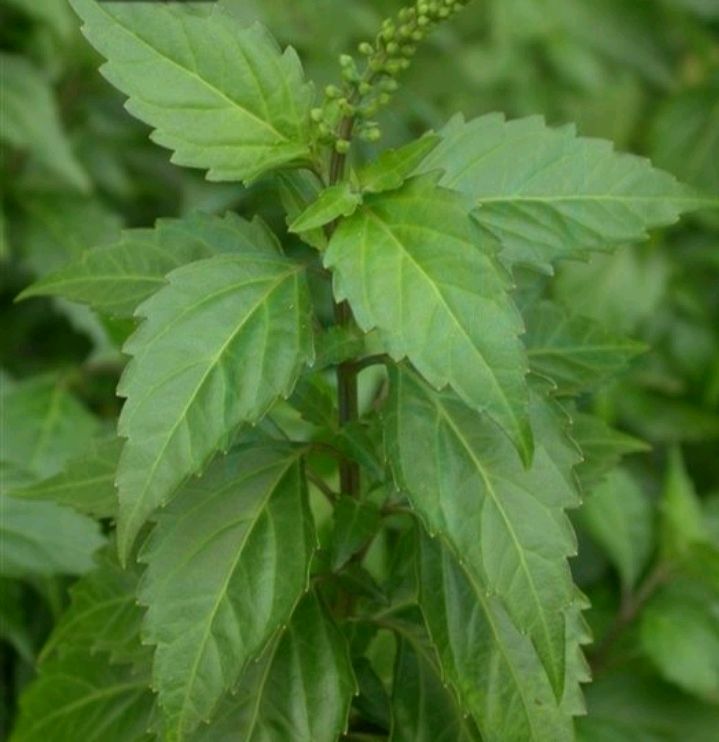 猫须草也叫化石草,它是一种怎样的植物?