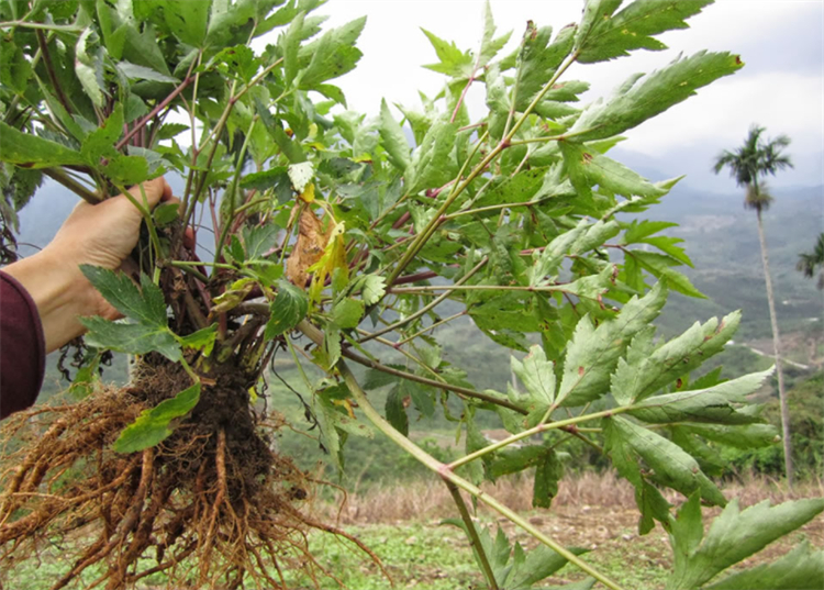接下来阿野就给大家分享一下当归的特征,以及它的一些基础养护要点