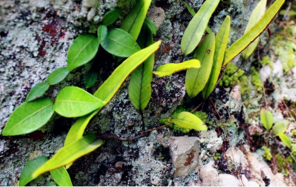 一种"精灵草",专长岩石上,民间拿来泡水喝,野外遇见要珍惜