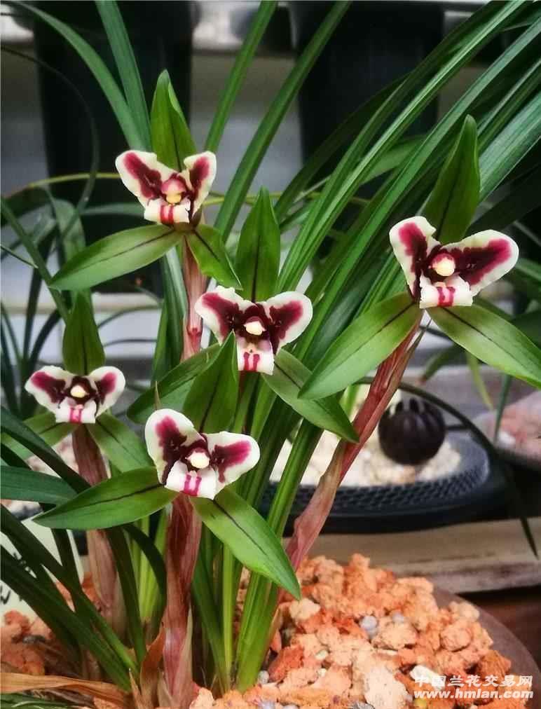 送兰花代表什么意思(兰花的花语和象征意义)