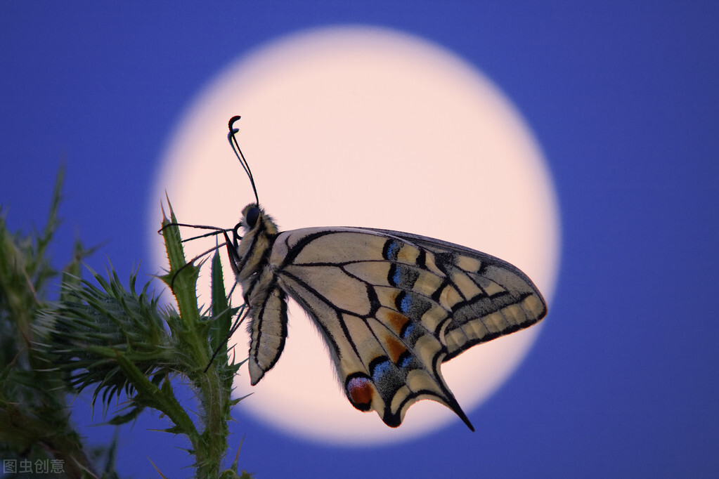 谁在蝉声中禅悟？这声音高不可攀，这声音另有隐情