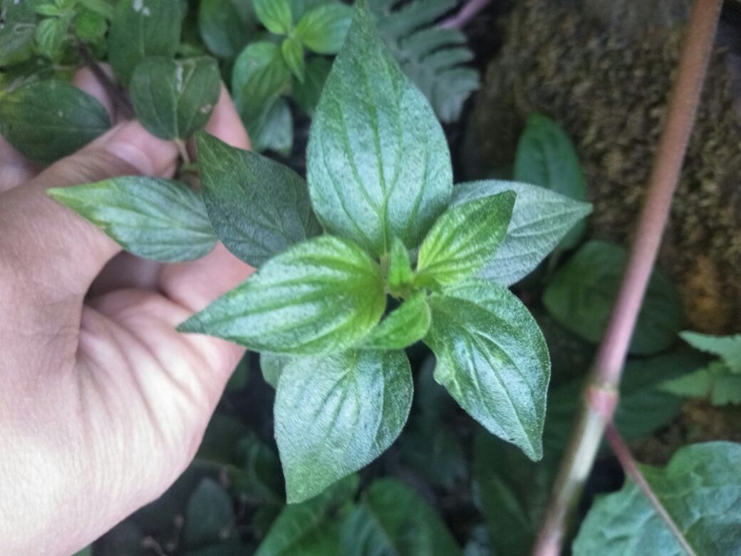 这是籽马蓝,别名猪肝菜,狗肝菜,九肝草