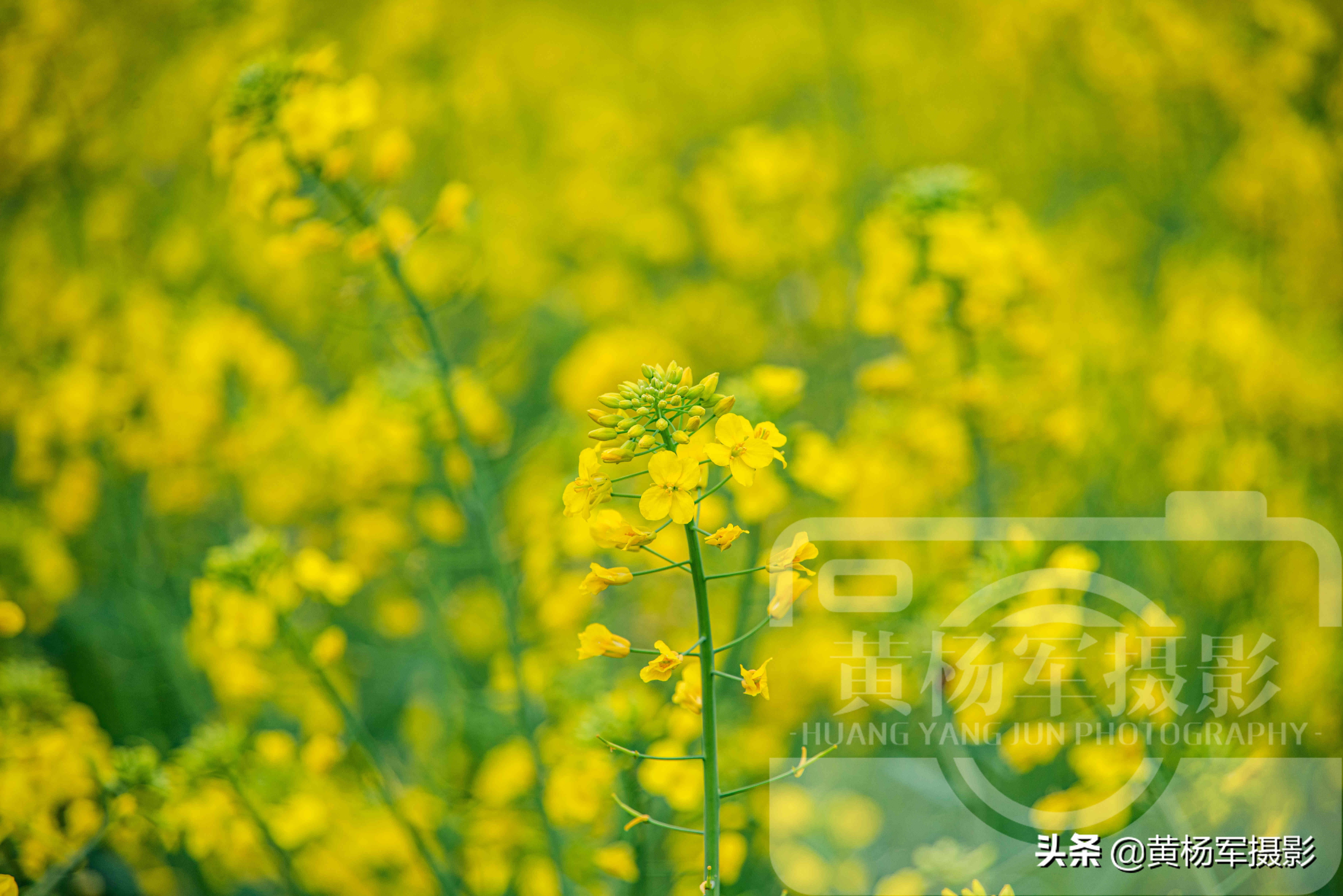 油菜花盛开的娇美，芬芳的花朵美艳熟悉的美，漫无边际的金黄