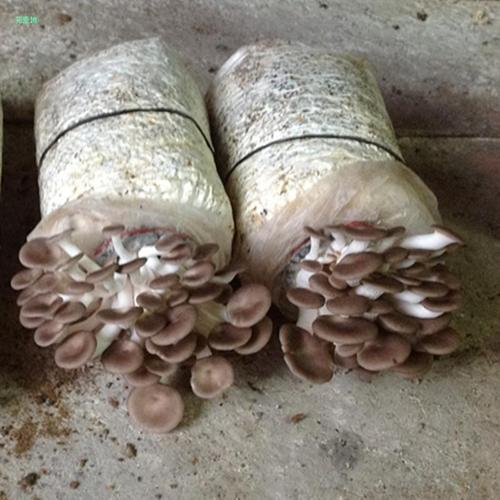 凤尾菇栽培,凤尾葵用什么土栽培