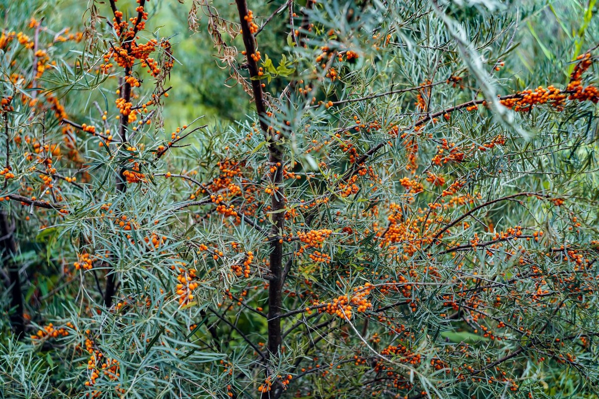 构成纵横交错的地下"钢筋网",可以有效蓄存地下水分,防止土壤沙漠化