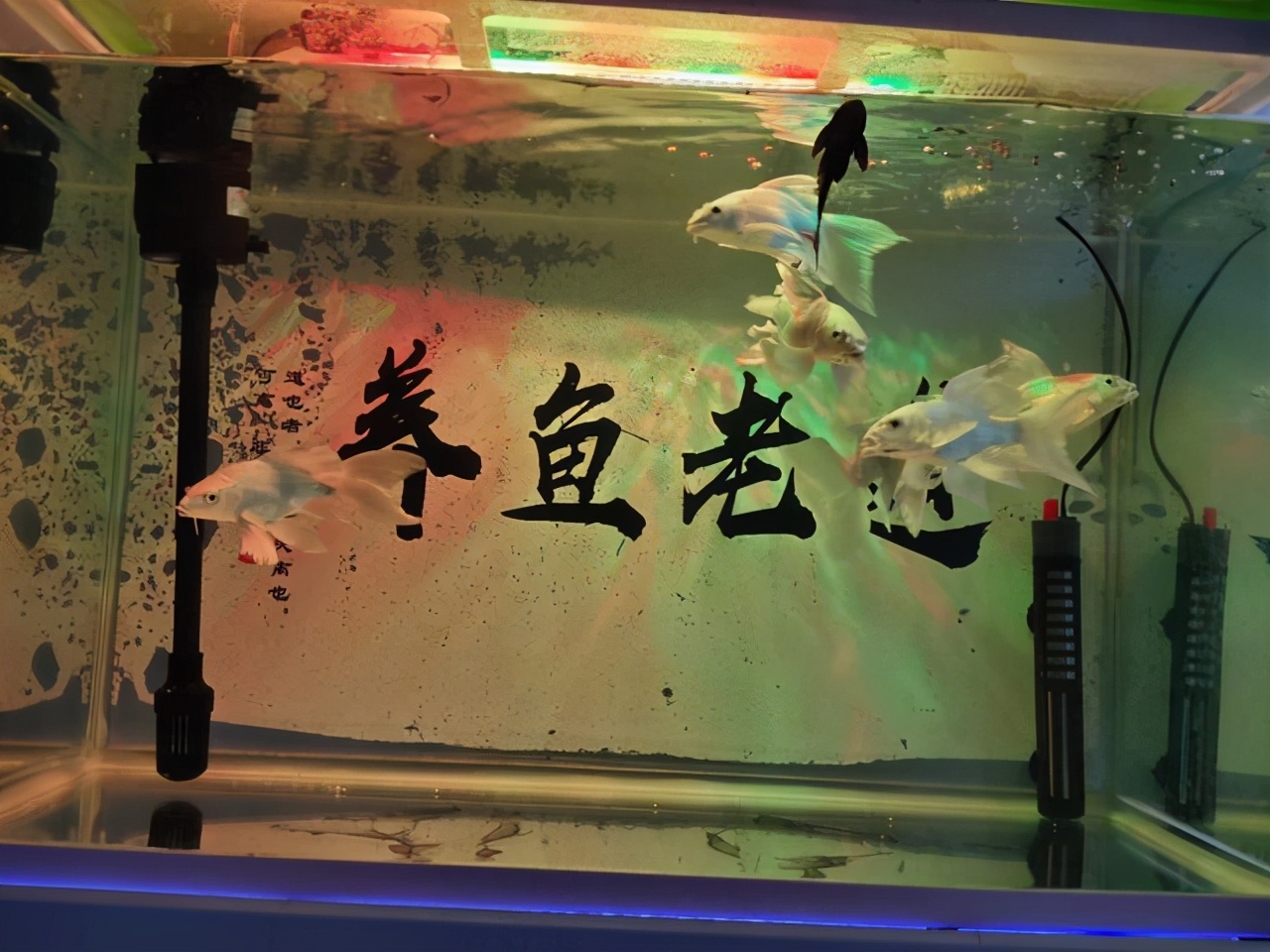 什么魚(yú)吃魚(yú)屎,