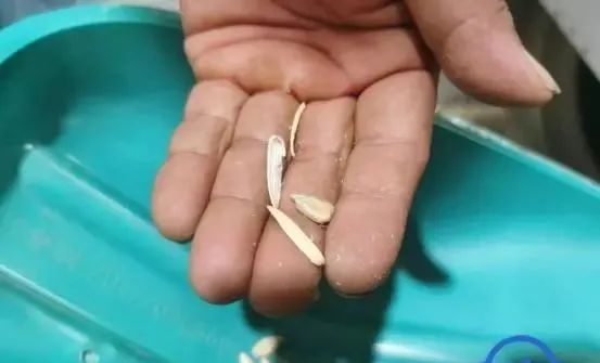 年销百亿背后 北方炒货“一哥”的破局之路