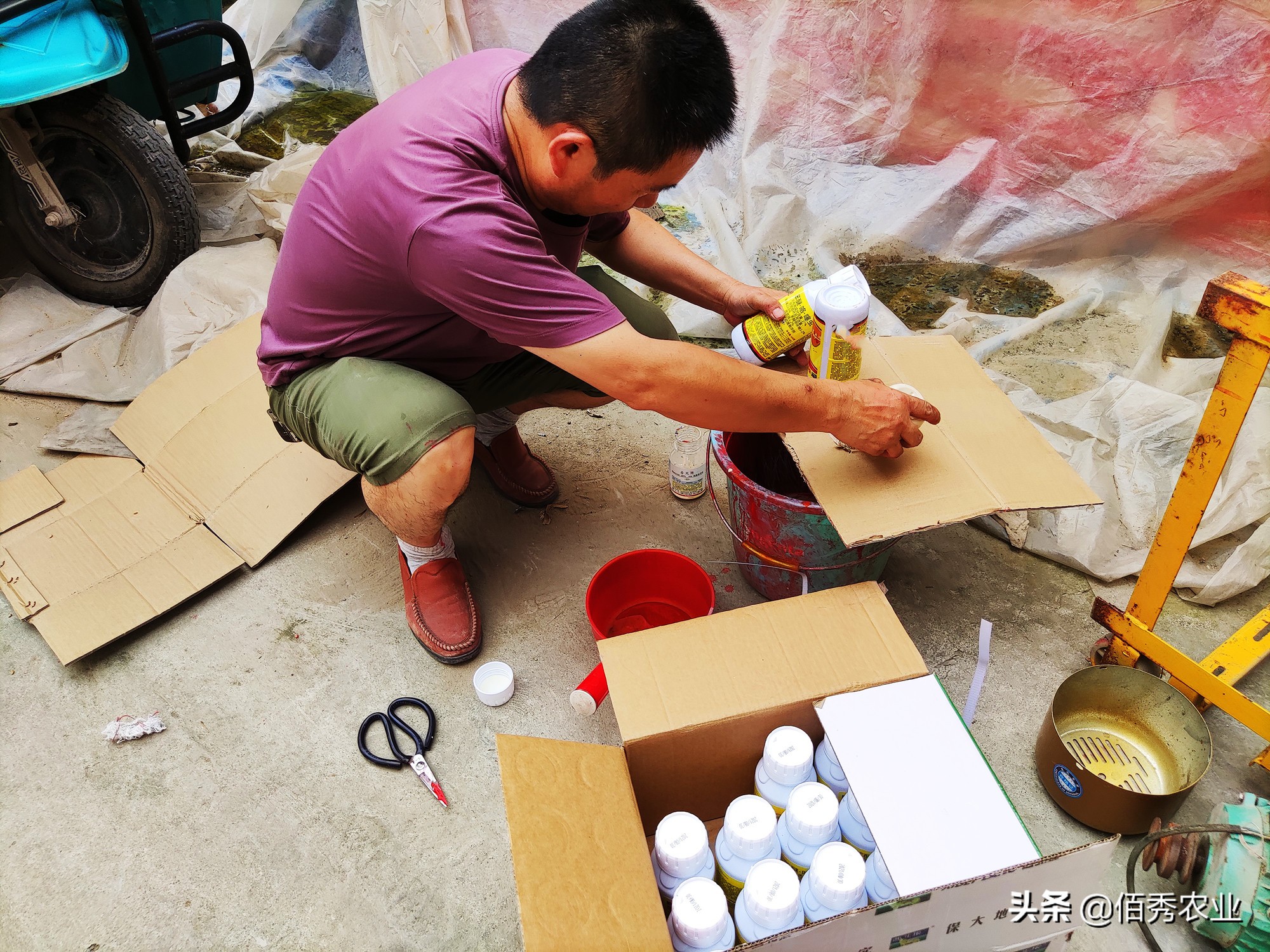 小麥病蟲害,