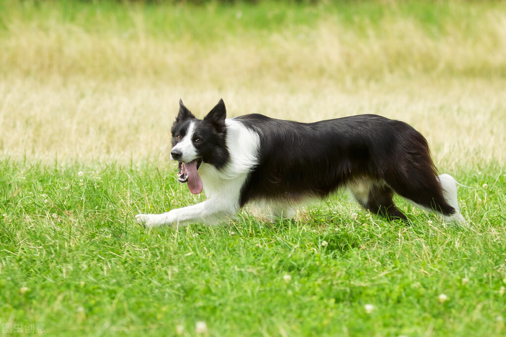 最受欢迎的八种“中型犬”，哪种更得你的“欢心”？